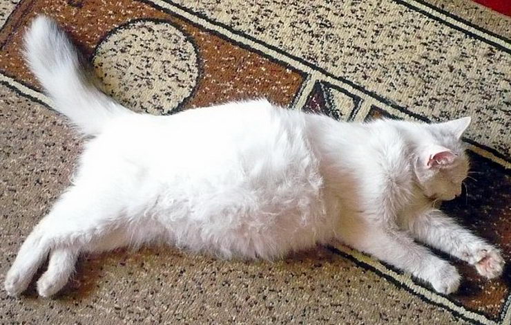 Перитонит у кошек