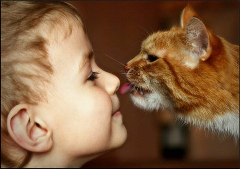 Породы кошек для детей