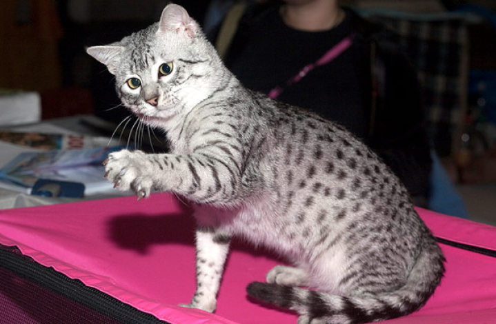 Египетская мау