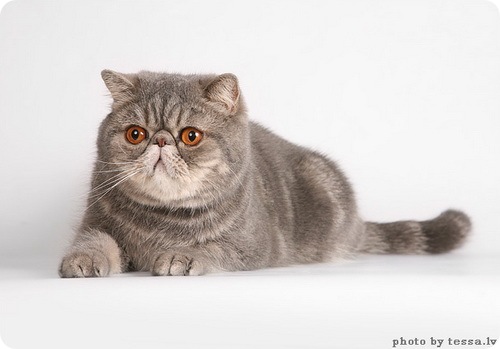Экзотическая короткошерстная кошка