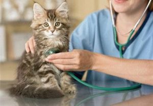 Нормальная температура у кошки