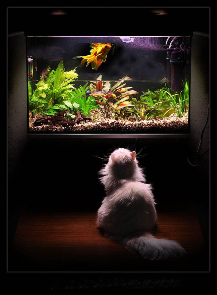 Конъюнктивит у кошек