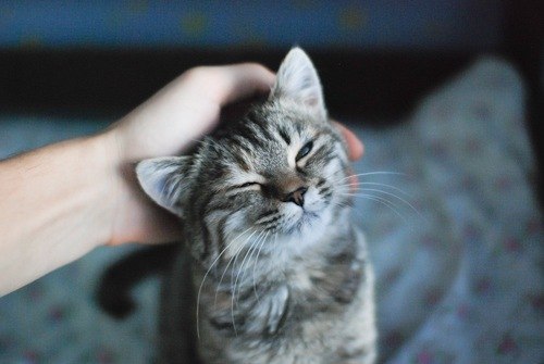 Почему кошка мурлычет