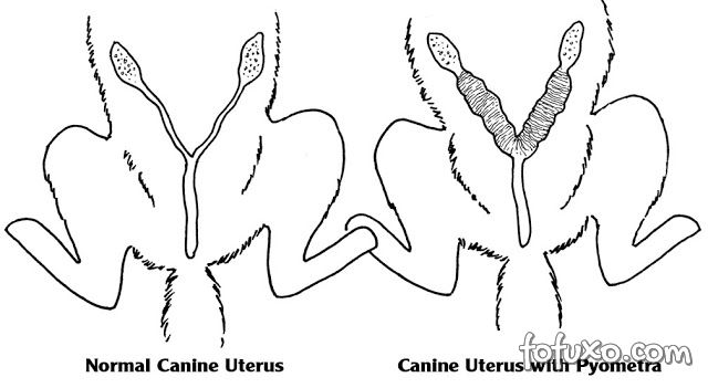 Пиометра у кошки