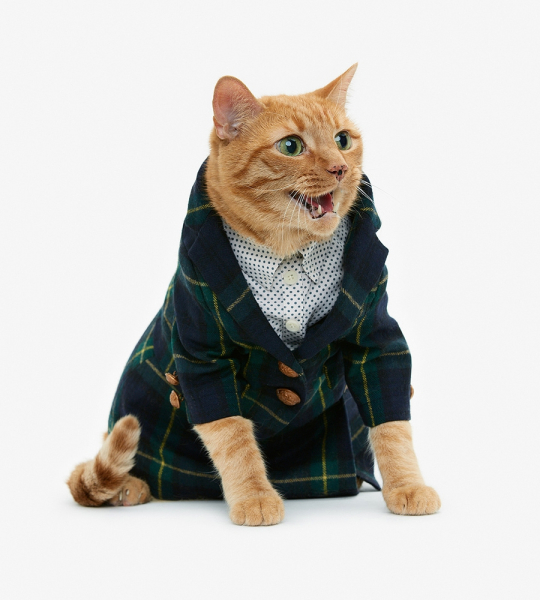 Одежда для кошек