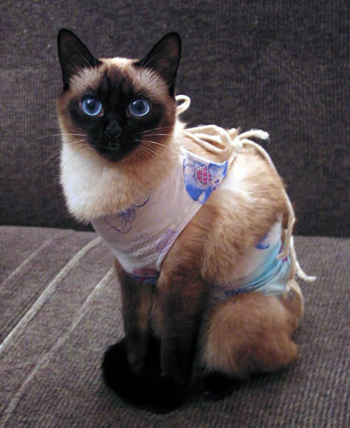 Кошка после кастрации