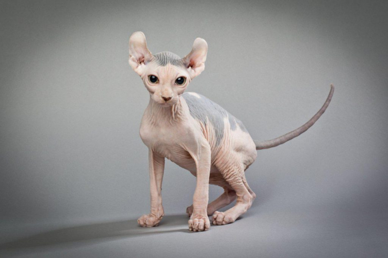 Кошки с большими ушами