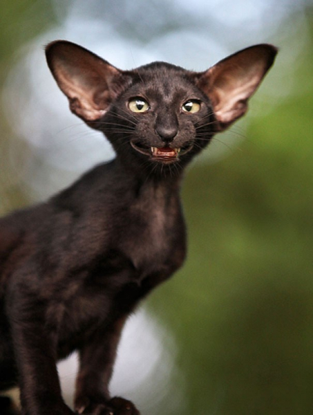 Ориентальная кошка