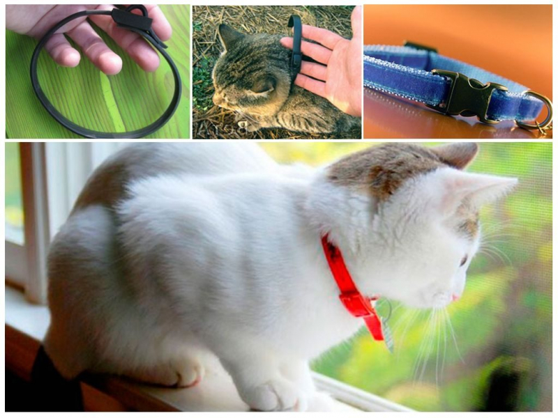 Капли &laquo;Барс&raquo; для кошек