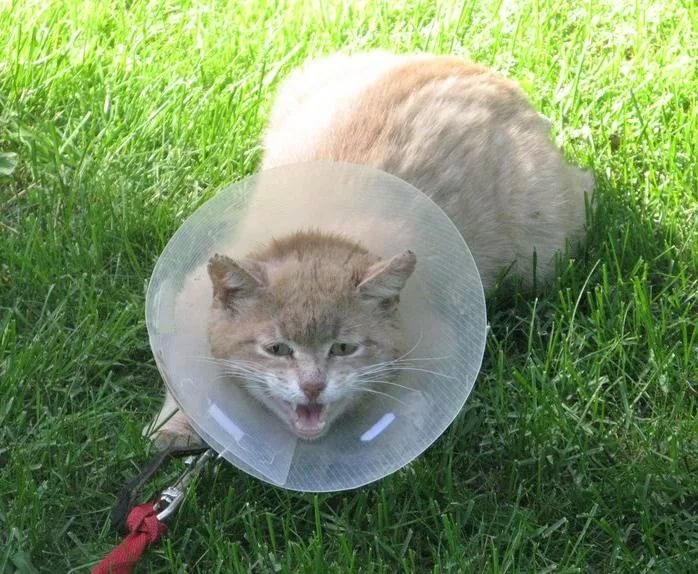 Воротник для кошек