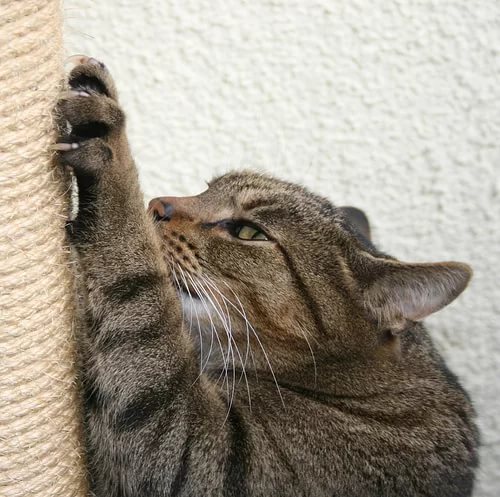 Когтеточка для кошек своими руками