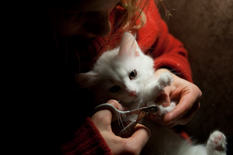 Как подстричь когти кошке