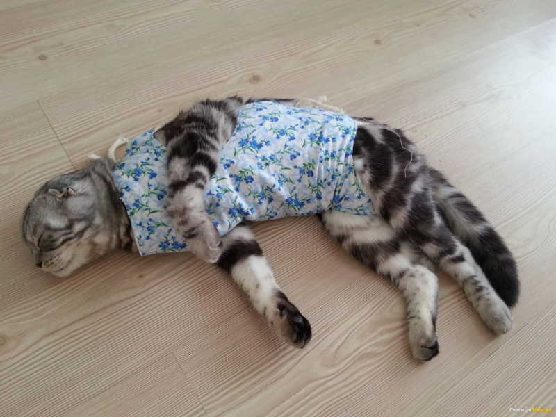 Кошка после кастрации