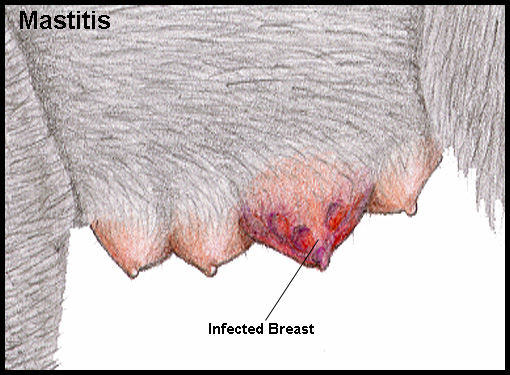Мастит у кошки