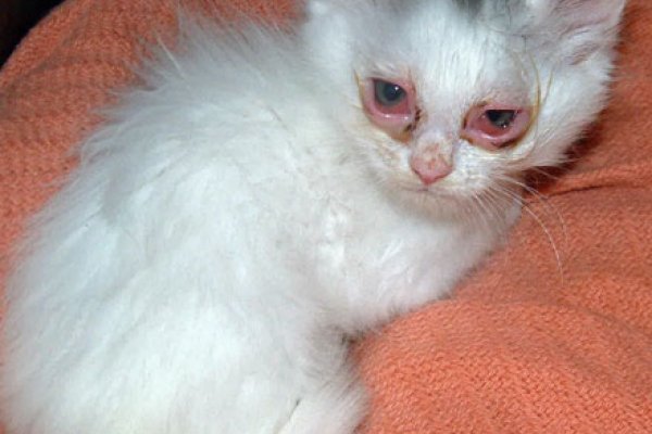 Конъюнктивит у кошек