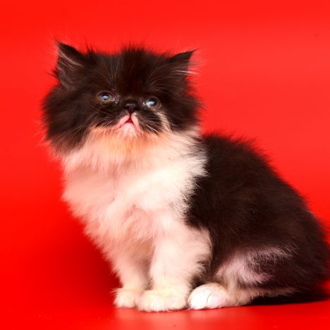 Порода кошек менуэт