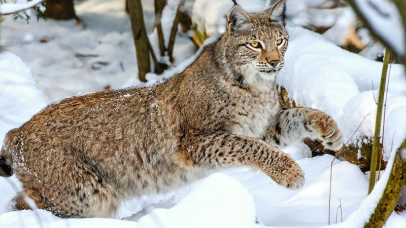 Дикие кошки