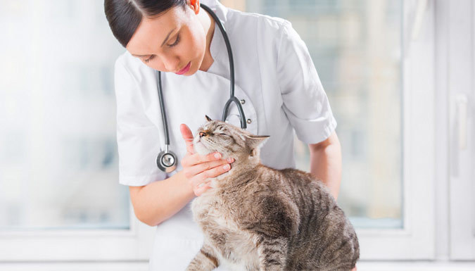 Грибок у кошек