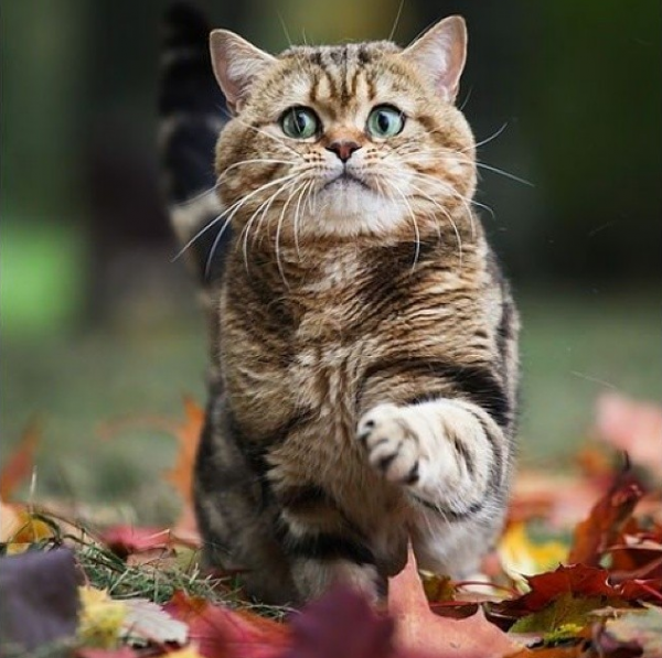 Имя для кошки