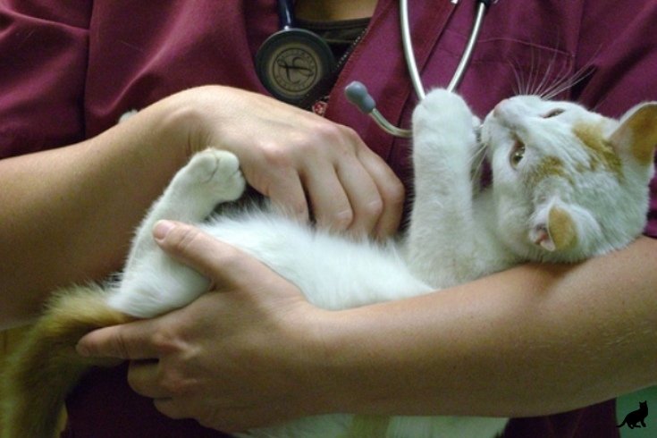 Мочекаменная болезнь у кошек