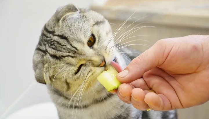 Шотландская вислоухая кошка