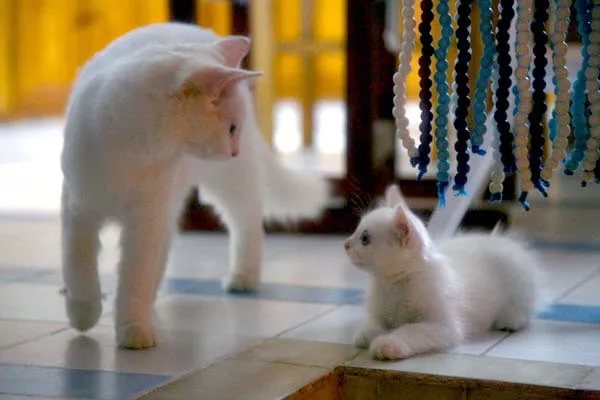 К чему снится белая кошка