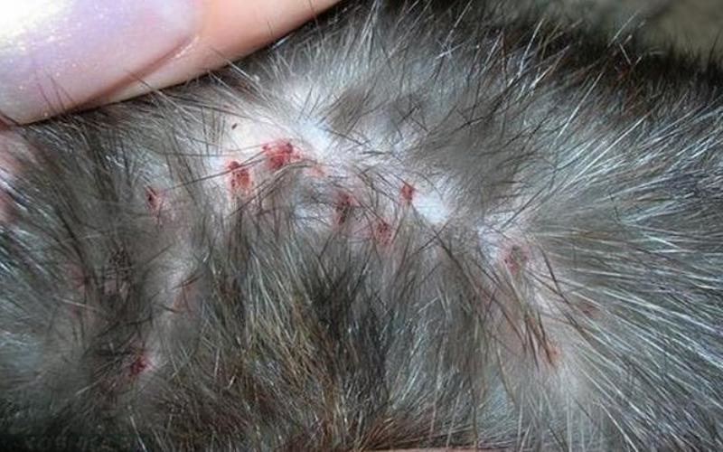 Чесотка у кошек