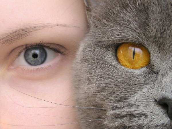 Как видят кошки