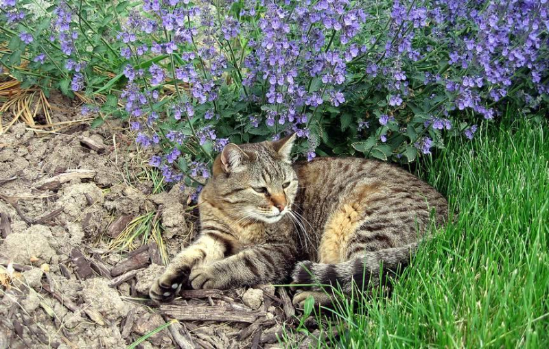 Валерьянка для кошек