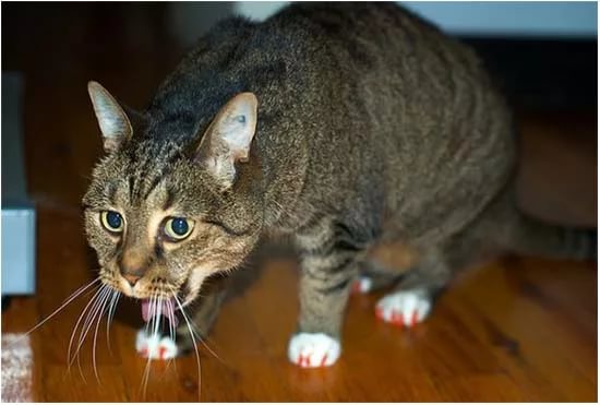 Кашель у кошки