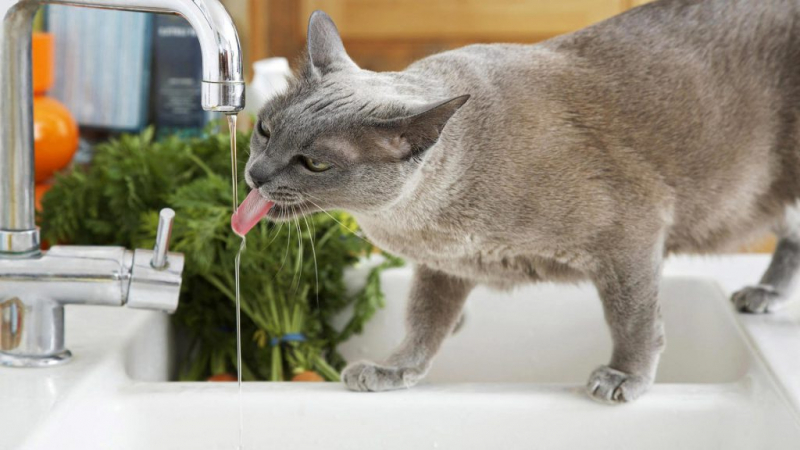 Запор у кошки