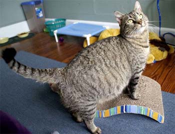 Беременность у кошек