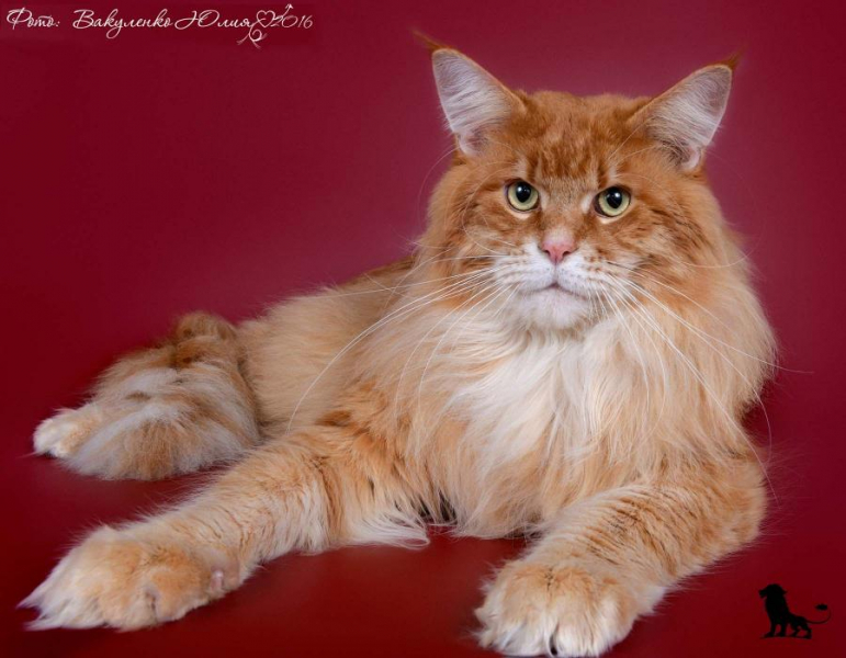 Породы кошек с фотографиями