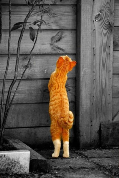 Запахи отпугивающие кошек