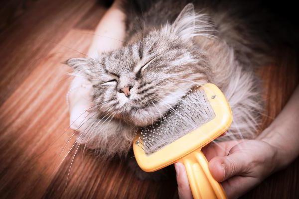 Перхоть у кошки