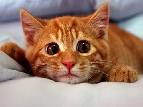 Амоксициллин для кошек