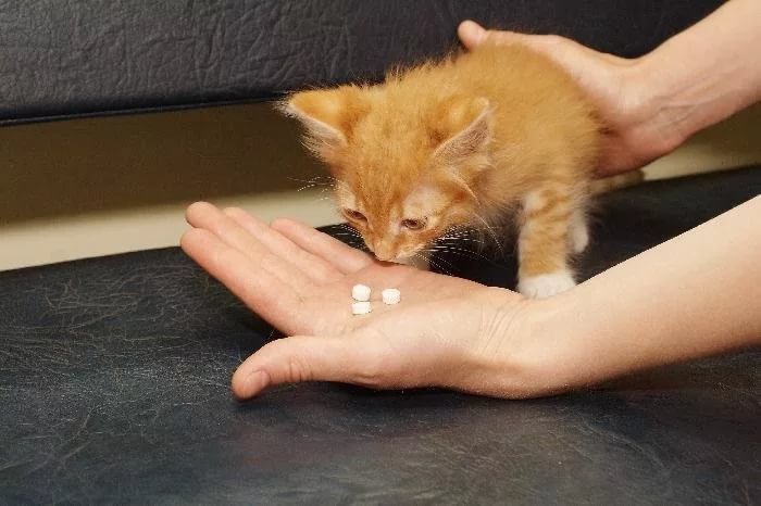 Синулокс для кошек