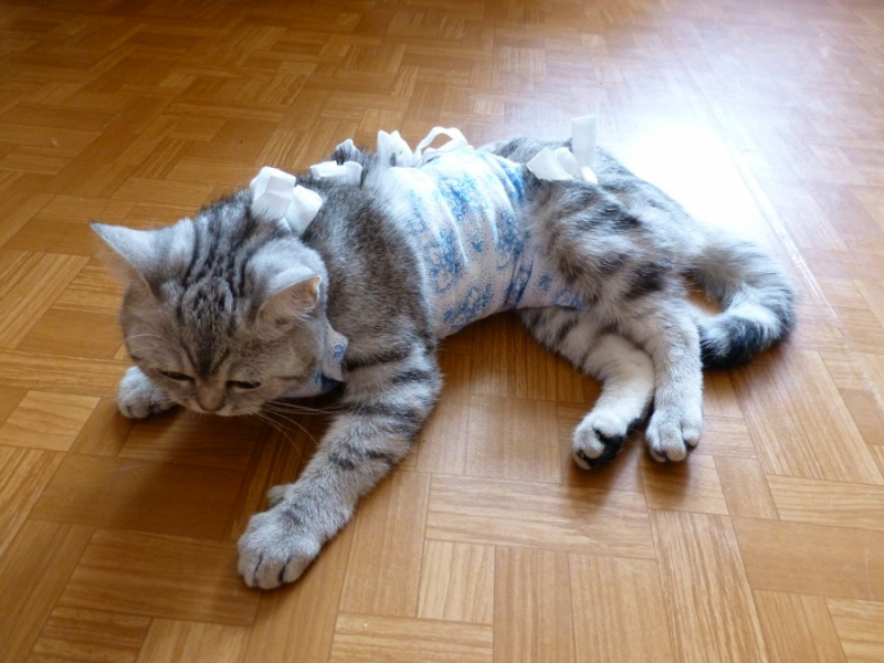 Опухоль молочной железы