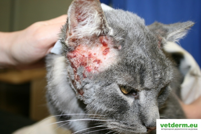 Аллергия у кошек