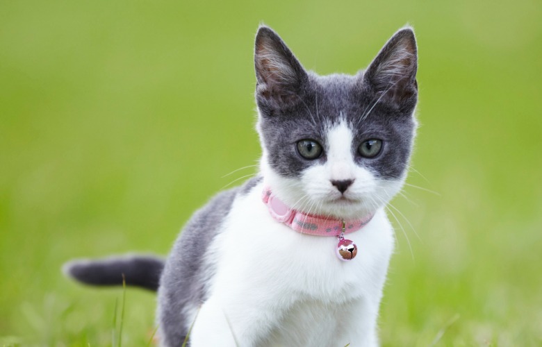 Подкожный клещ у кошек