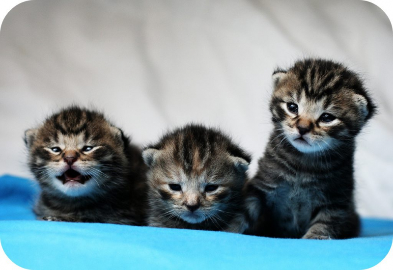 Как отличить кота от кошки