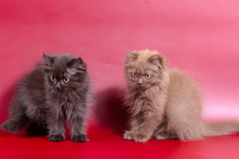 Шотландская длинношерстная кошка