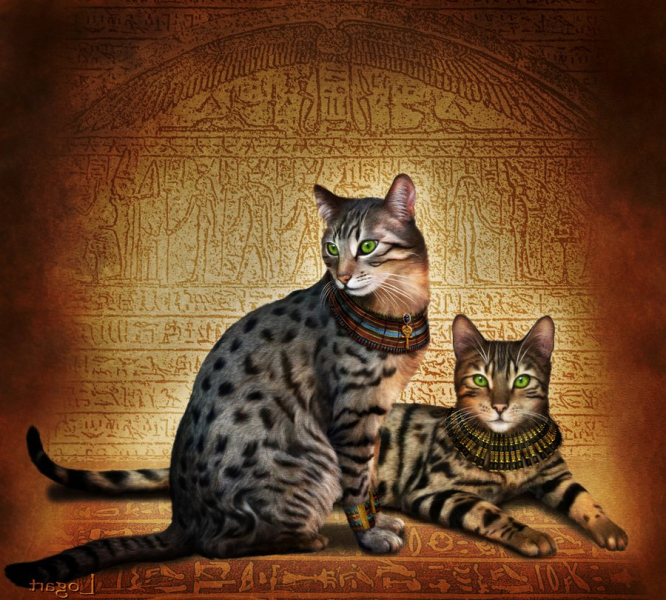 Египетская мау