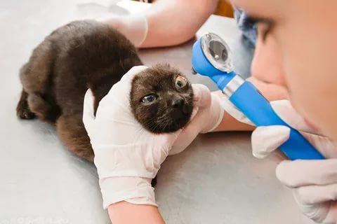 Конъюнктивит у кошек