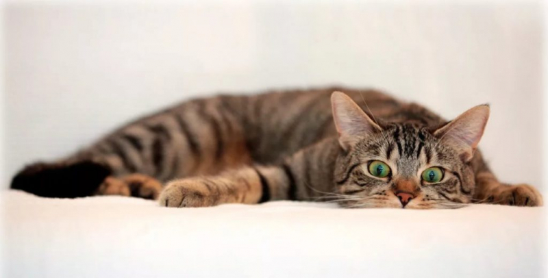 Ренал для кошек