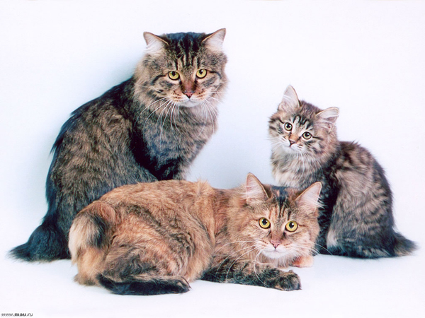 Курильский бобтейл