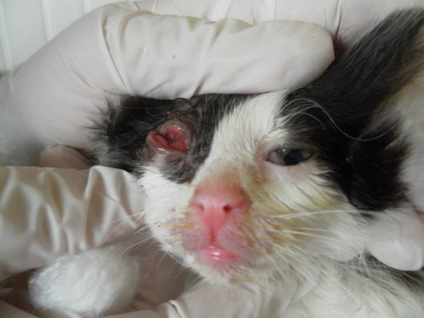 Конъюнктивит у кошек