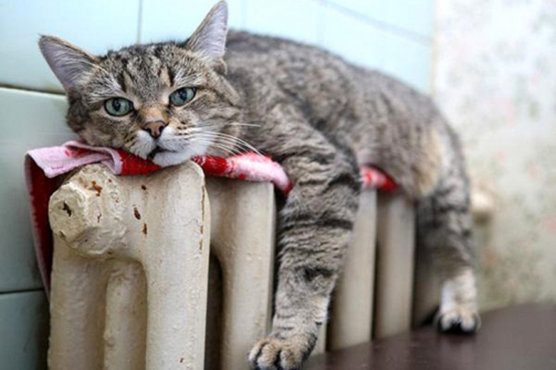 Кошка после кастрации