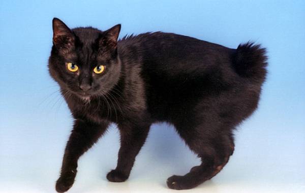 Курильский бобтейл