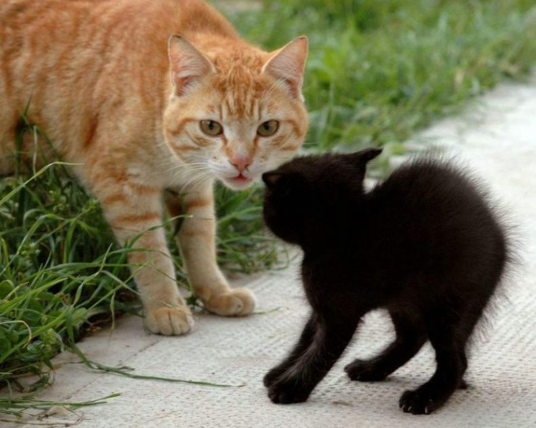 Кальцивироз у кошек